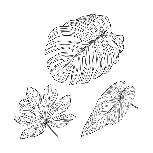 Leaves isolated on white. Tropical leaves. Hand drawn vector illustration - Διάνυσμα, εικόνα