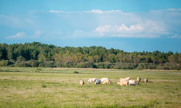 Καφέ αγελάδες στο λιβάδι. Πράσινο πεδίο με αγροτικά ζώα το καλοκαίρι - Φωτογραφία, εικόνα