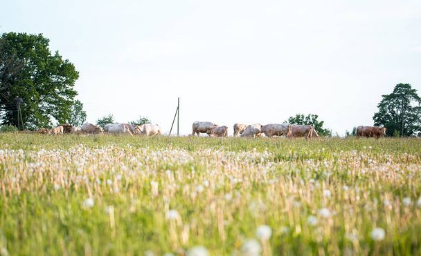 Brown cows in meadow. Green field with rural farm animals in summertime - Photo, Image