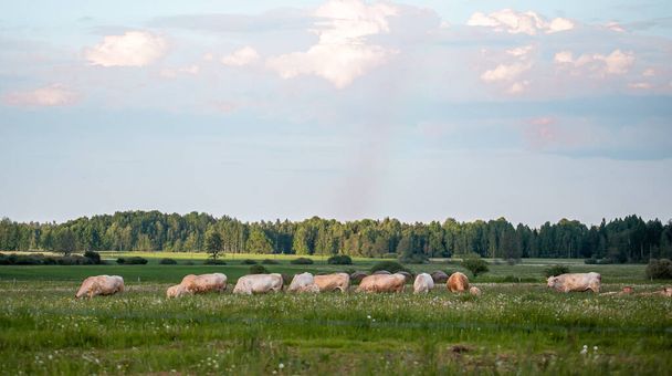 Vacas castanhas no prado. Campo verde com animais de fazenda rurais no verão - Foto, Imagem