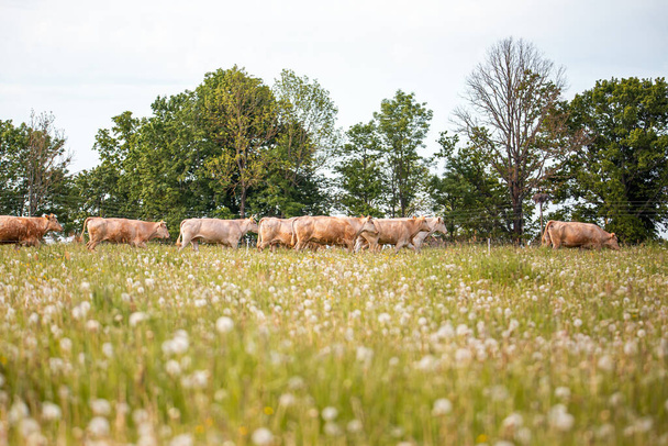 Brązowe krowy na łące. Zielone pole ze zwierzętami gospodarskimi w okresie letnim - Zdjęcie, obraz