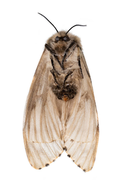 Dead light brown moth lies on his back with his feet on - Photo, Image