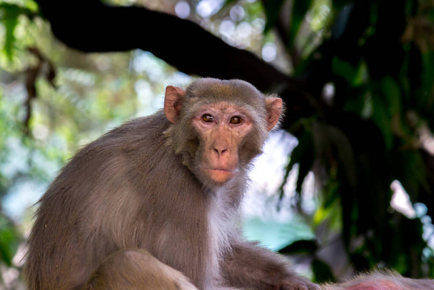 Rhesus macaques monkey are familiar brown primates or apes with red faces and rears are also know as Macaca or Mullata - Photo, Image