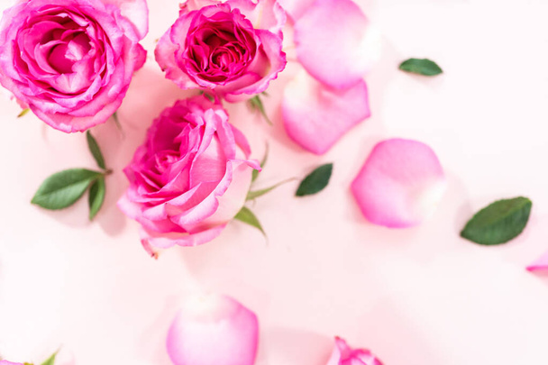 Pose plate. Roses roses et pétales de roses sur fond rose. - Photo, image