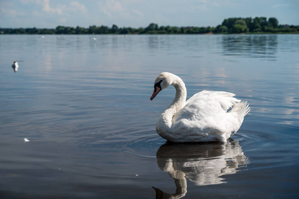 Bellissimo uccello. Grazioso cigno nel lago o nel fiume. Riflessione in acqua. Giornata estiva. - Foto, immagini