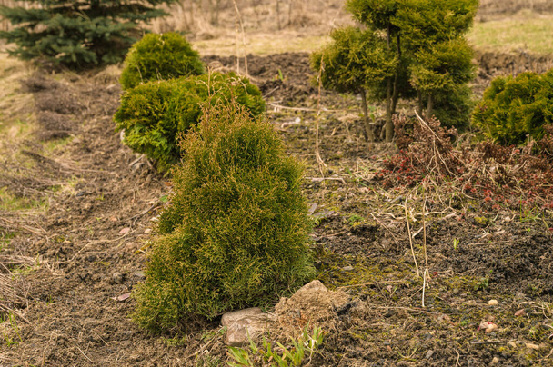 Kleine Thujabäume im Garten im Frühling. Trockenes Gras auf dem Boden. Gartenarbeit. Grüne Büsche. - Foto, Bild