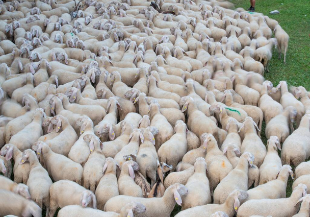 Sheep during the transhumance in the mountains of Bergamo - Photo, Image