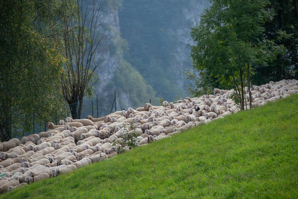 Pecore durante la transumanza nelle montagne bergamasche - Foto, immagini