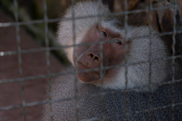 Mono en una jaula en el zoológico
 - Foto, imagen
