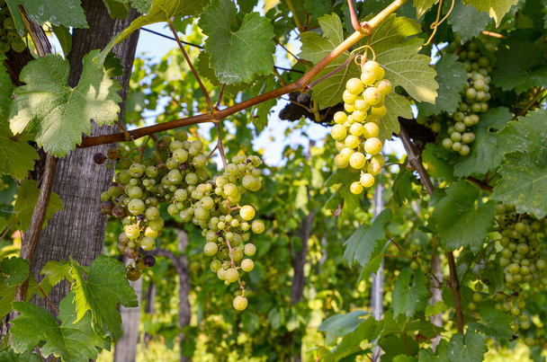 Wino białe: Wino z winogronami tuż przed zbiorami, Winorośl Sauvignon Blanc w starej winnicy w pobliżu winnicy - Zdjęcie, obraz