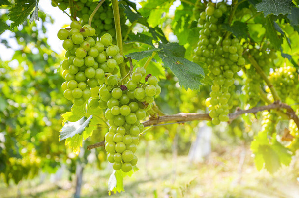 Біле вино: виноград з виноградом незадовго до збору врожаю, виноград Sauvignon Blanc у старому винограднику біля виноробного заводу. - Фото, зображення