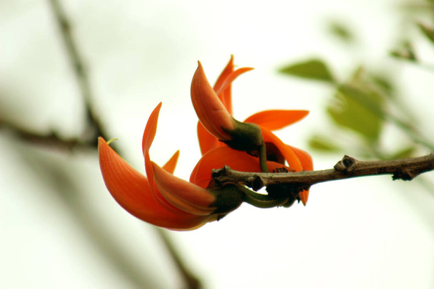 Butea monosperma, commonly called flame-of-the-forest or bastard teak, is a medium sized deciduous tree of the pea family that is native to humid lowland forested areas of India and Sri Lanka. - Photo, Image
