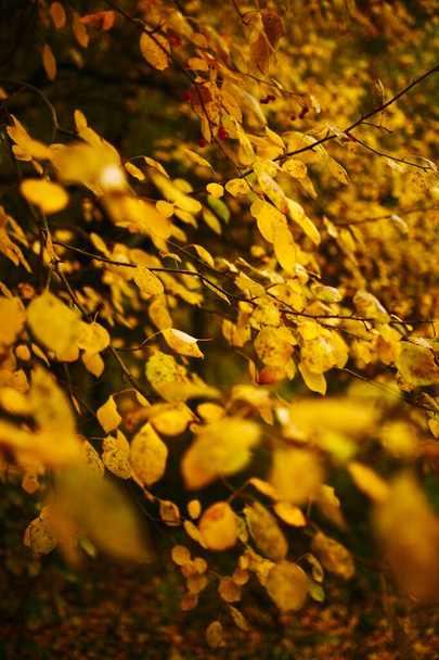 Autumn plants are red and orange, abstract yellow natural background. Soft soft focus and place for text - Foto, Imagen