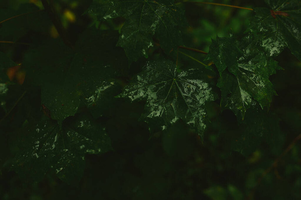 wet green leaves, dark soft focus background - Photo, Image