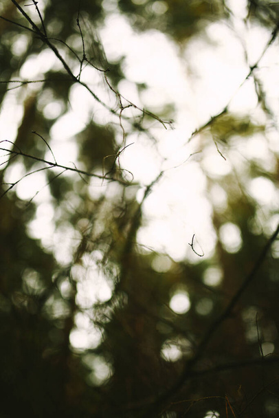 wet green leaves, dark soft focus background - Foto, Bild