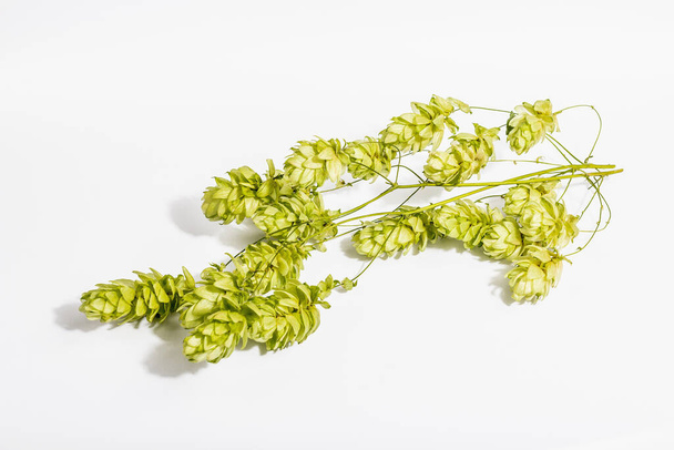 Зелені стиглі шишки хмелю ізольовані на білому тлі. Традиційний натуральний інгредієнт для пивоваріння або хлібобулочних виробів
 - Фото, зображення