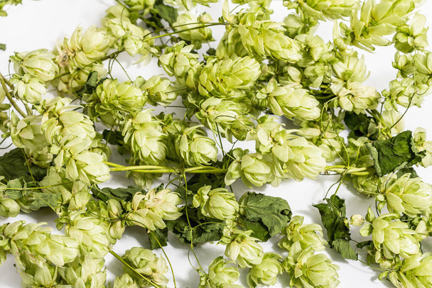Green ripe hop cones isolated on white background. Traditional natural ingredient for brewery or bakery background - 写真・画像