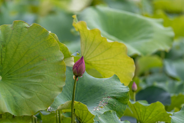 Kwiaty lotosu po deszczu ociekają wodą - Zdjęcie, obraz