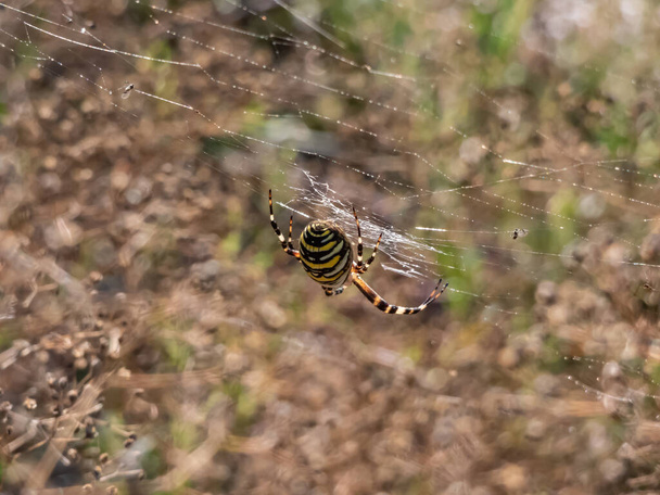 Makroaufnahme einer ausgewachsenen, weiblichen Wespenspinne (Argiope bruennichi) mit auffallend gelben und schwarzen Markierungen am Hinterleib, die an einem Spiralnetz mit wunderschönem verschwommenem Hintergrund hängen - Foto, Bild