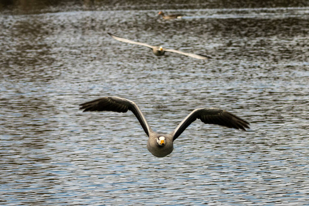 The bar-headed goose flying over a lake at Munich. Anser indicus breeds in Central Asia in colonies of thousands near mountain lakes and winters in South Asia, as far south as peninsular India. - Zdjęcie, obraz