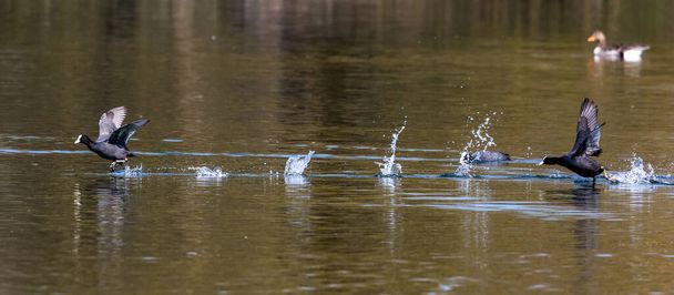 Coot eurasiano, Fulica atra perseguindo uns aos outros, correndo através da água. Também conhecido como coot-comum, ou coot-australiano, é um membro da família das aves, o Rallidae.. - Foto, Imagem