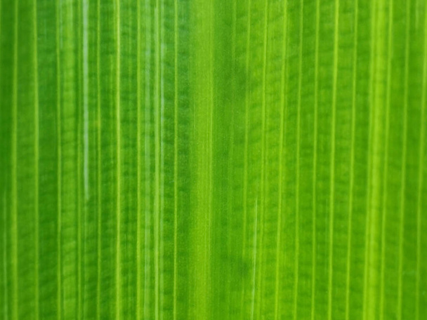 Close up detail of Bamboo fiber leaf texture background - Photo, Image