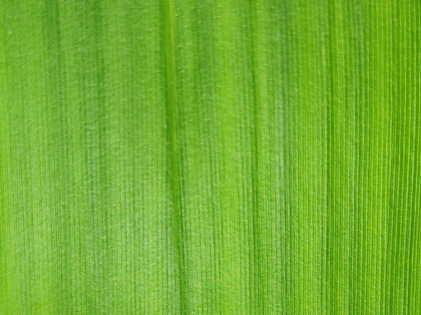 Detalle de cerca de fondo de textura de hoja de fibra de bambú - Foto, imagen
