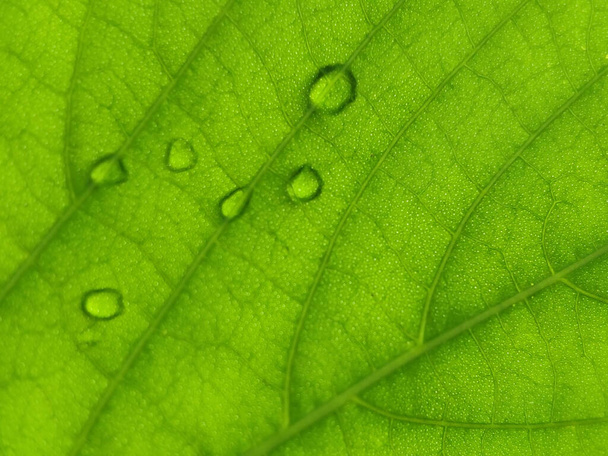 Guava fiber leaf texture background with dew drop in the morning - Photo, Image