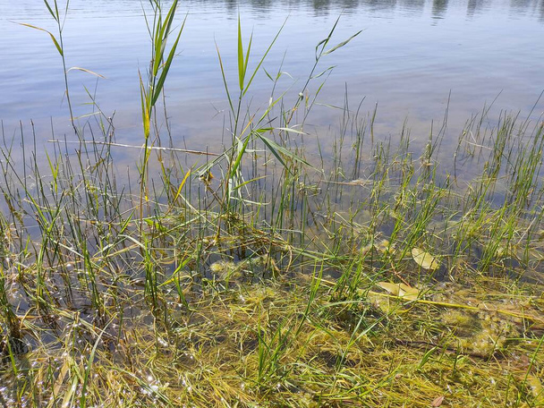 Weelderige groene zegge gras, bij zonnig weer, verspreidt zich als een grasachtig tapijt op de oever van het meer. Landschappen in Wit-Rusland. - Foto, afbeelding