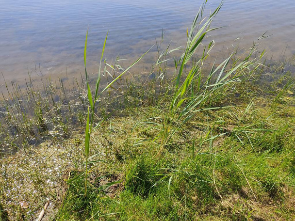 Weelderige groene zegge gras, bij zonnig weer, verspreidt zich als een grasachtig tapijt op de oever van het meer. Landschappen in Wit-Rusland. - Foto, afbeelding