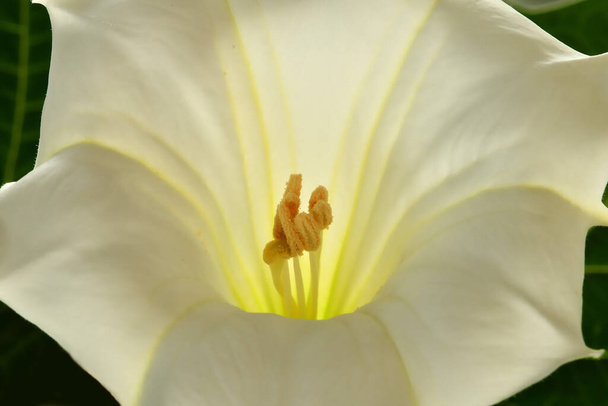 αγκάθι μήλο με λευκό λουλούδι - Φωτογραφία, εικόνα