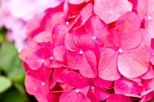 hortensia bloem sluiten - Foto, afbeelding