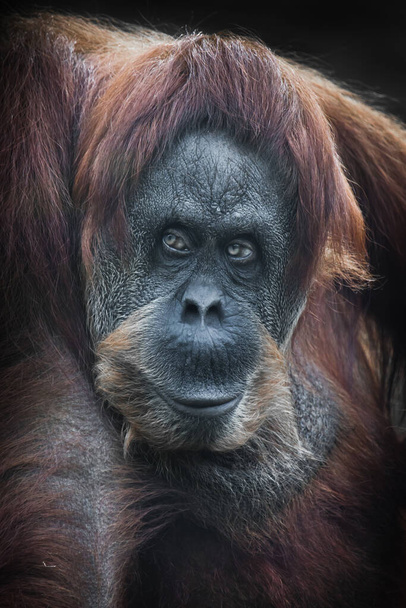 Sly orangutan red-haired orangutan displeased looking ahead powerful anthropoid full face full frame - Fotoğraf, Görsel