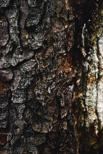 Madera natural, textura de árbol como fondo de madera, ambiente y naturaleza - Foto, imagen