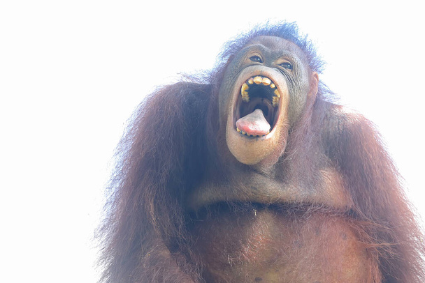 Výraz rozkošného sumatranského orangutana. Tento primát má vědecké jméno Pongo abelii.  - Fotografie, Obrázek