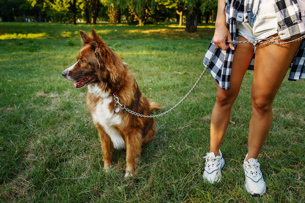 Border Collie dog on a walk in park with its female owner - Fotografie, Obrázek