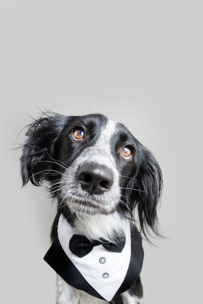 Portrait chien chiot élégant portant un smoking regardant la caméra. Isolé sur fond gris - Photo, image