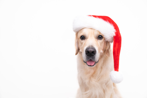 Golden retriever in santa claus hat sits on a white background. Christmas card with dog with place for text - Фото, изображение