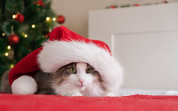 サンタの帽子のかわいい猫は、ガーランドのあるクリスマスツリーの近くの赤い毛布の上に座っています。ペットとクリスマスカード - 写真・画像
