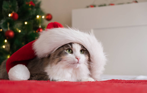 サンタの帽子のかわいい猫は、ガーランドのあるクリスマスツリーの近くの赤い毛布の上に座っています。ペットとクリスマスカード - 写真・画像