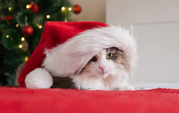 Милий кіт у капелюсі Санта-Клауса сидить на червоній ковдрі біля ялинки з гірляндою. Різдвяна листівка з тваринами
 - Фото, зображення