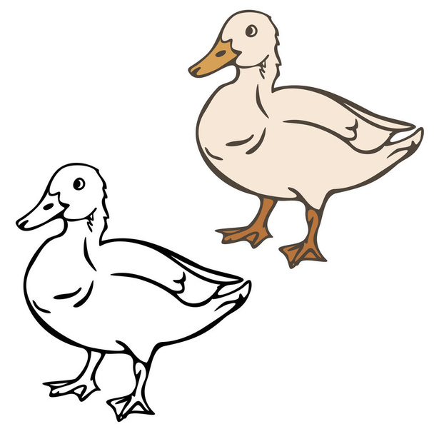 Vector illustration of domestic duck colored and depicted by a line and outline. Design for coloring book. - Vector, afbeelding
