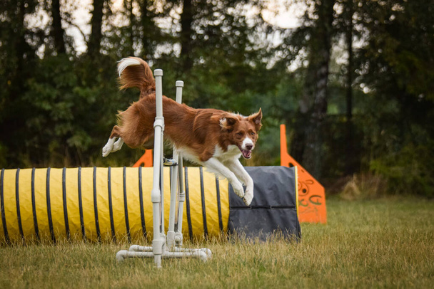 犬、国境は敏捷性で衝突する。驚くべき夜,スポーツ競技のためのプライベート敏捷性トレーニングを持っているハードル - 写真・画像