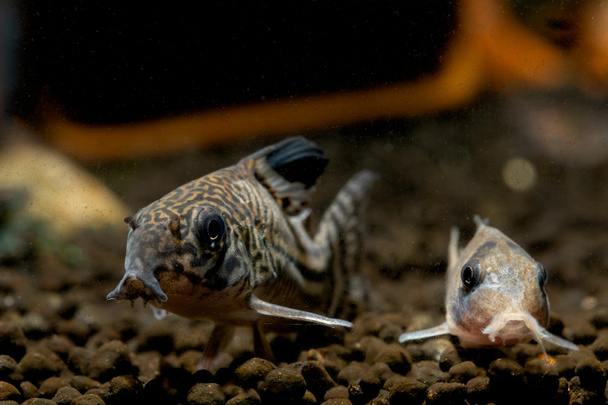 Дві броньовані соми або соми Корі шукають їжу в водному ґрунті поблизу декоративного і равлика в акваріумі прісної води
. - Фото, зображення