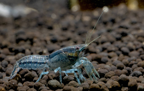 Темно-сині ракоподібні карликові креветки залишаються наодинці на водному ґрунті, щоб шукати їжу в прісноводних акваріумах
. - Фото, зображення