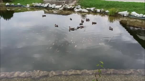 Los patos salvajes nadan en los estanques - Metraje, vídeo
