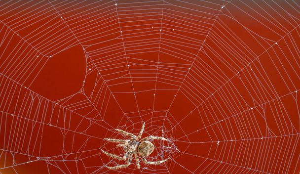 Aranha sobre a teia de aranha contra fundo vermelho - Foto, Imagem