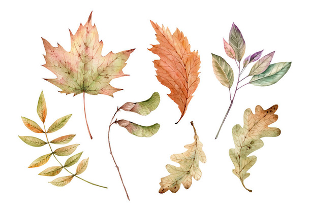 conjunto de otoño con hojas y plantas. agua pintada a mano - Foto, imagen