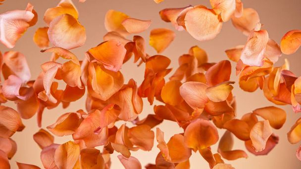 Freeze motion of flying rose petals. - Photo, Image