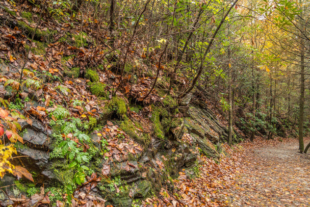 Hiking up in the north Georgia mountains with a view of the trail alongside the rocks and colorful trees with fallen leaves on the wet ground in late autumn - 写真・画像